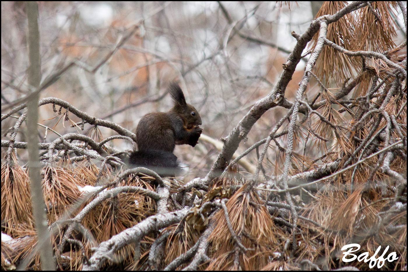 Sciurus vulgaris - Carso Triestino